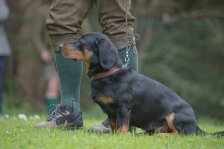 Hundepräsentation 2019